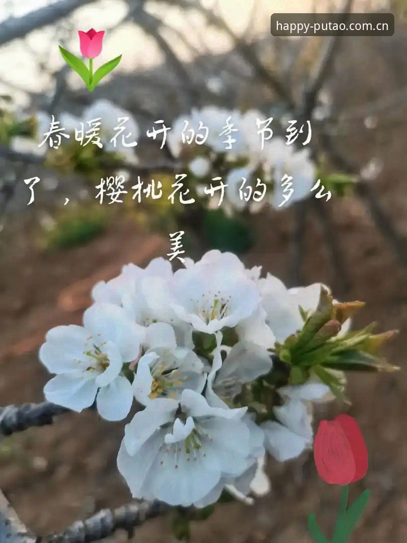 好心情天天有APP下载安装全攻略，三步上手新葡萄8883官网赛事数据